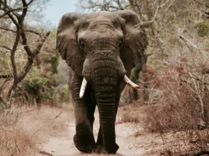 Aventura por el Sur de África