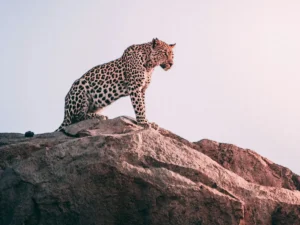 Aventura por el Sur de África