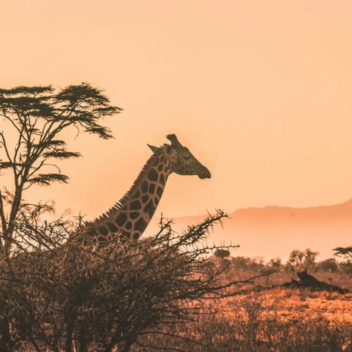 Aventura por el Sur de África