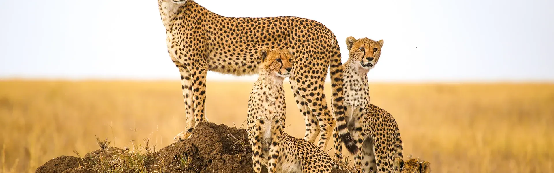 Aventura por el Sur de África