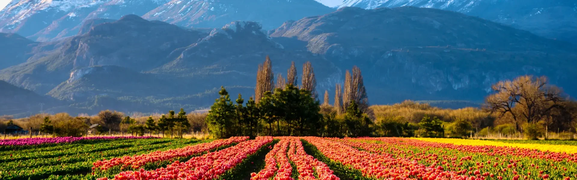 Tulipanes Patagonia