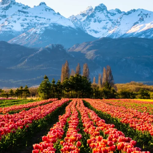 Tulipanes Patagonia