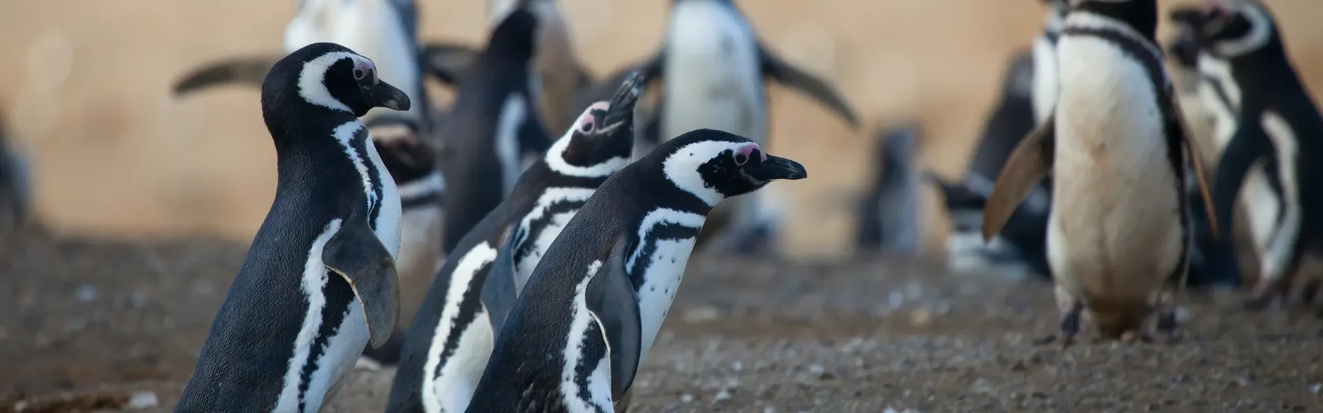 Pinguinos